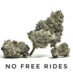 No Free Rides (10-Seeds) Fem Auto