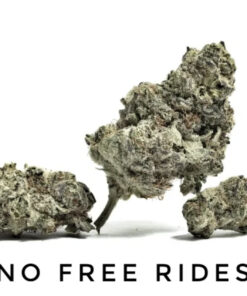 No Free Rides (10-Seeds) Fem Auto