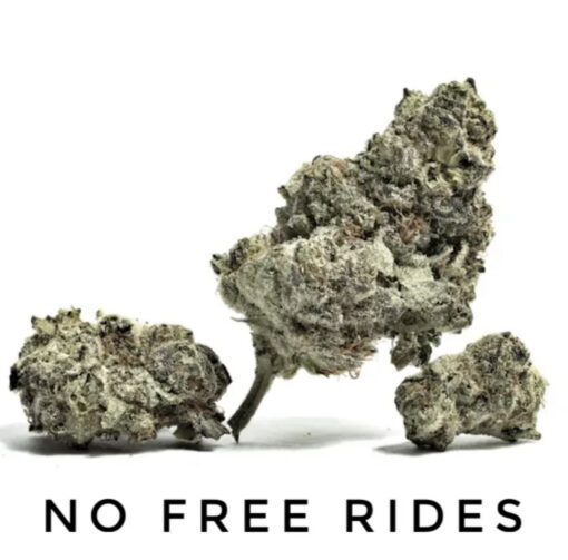 No Free Rides (10-Seeds) Fem Auto