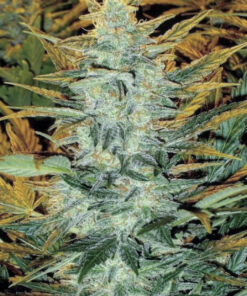 Pimped Out Lowryder (10-Seeds) Fem Auto