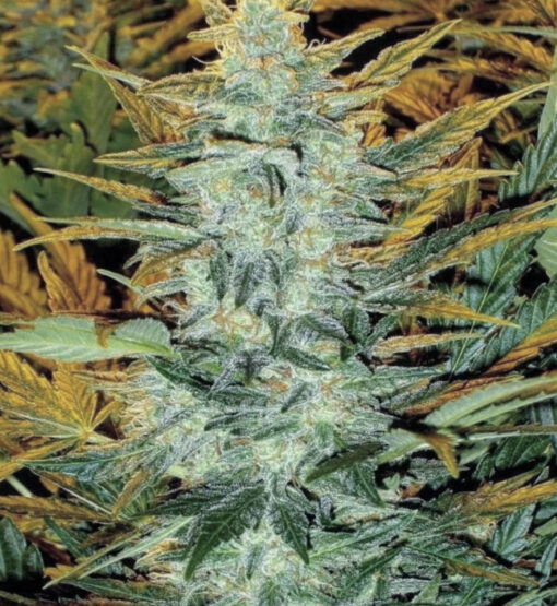 Pimped Out Lowryder (10-Seeds) Fem Auto