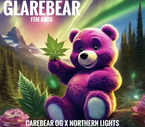 Glarebear OG (10-Seeds) Fem Auto