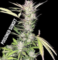 Poisoned Sunset (10-Seeds) Fem Auto