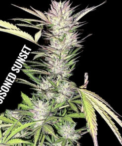 Poisoned Sunset (10-Seeds) Fem Auto