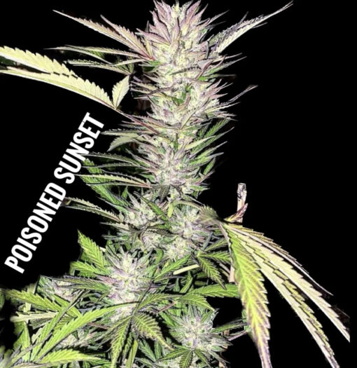 Poisoned Sunset (10-Seeds) Fem Auto