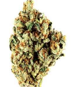 Nightsabre (10-Seeds) Fem Auto