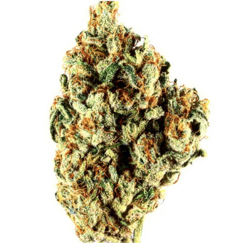 Nightsabre (10-Seeds) Fem Auto