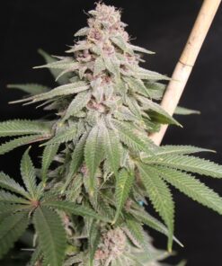 Strawberry Mamba cannabis strain