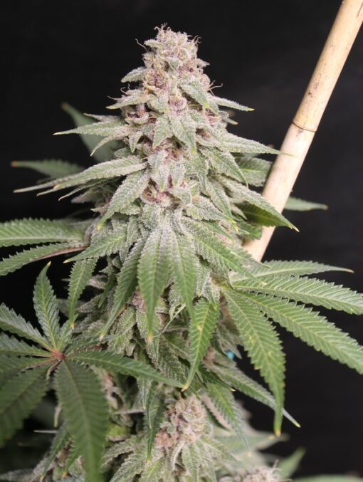 Strawberry Mamba cannabis strain