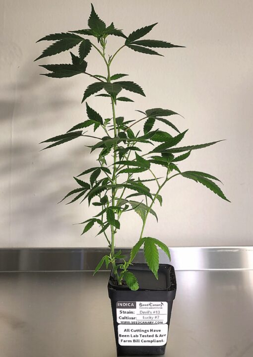 Devil's #13 (Exclusive Clone Drop) - Rooted Clone - Image 10
