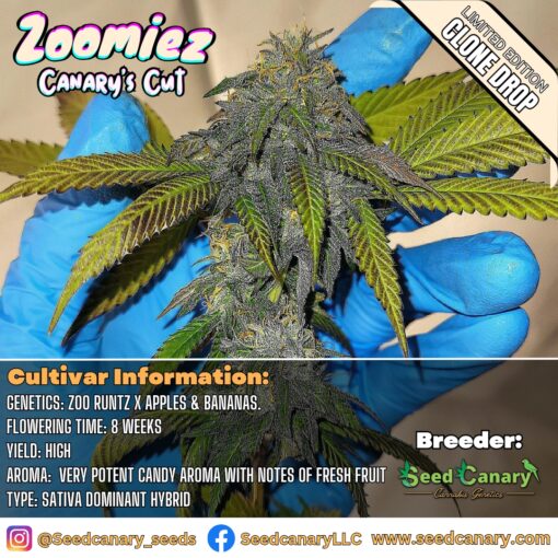 Zoomiez (Special Drop) - Rooted Clone