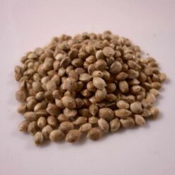 DC Penthouse Early-Harvest Seeds (20 pack)