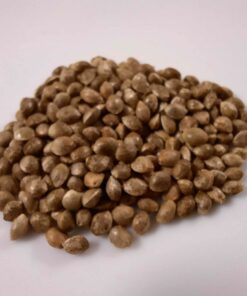 DC Penthouse Late-Harvest Seeds (10 pack)