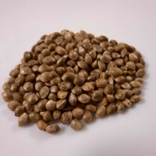 DC Penthouse Late-Harvest Seeds (10 pack)