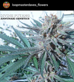 Divine PuTang Annunaki Genetics
