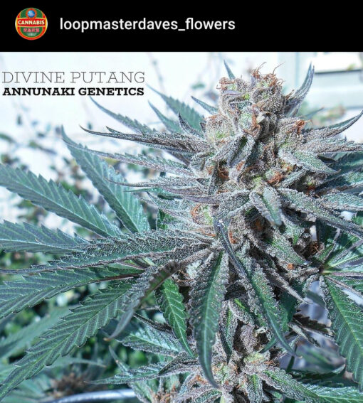 Divine PuTang Annunaki Genetics