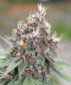 Gratisfaction mmj seeds