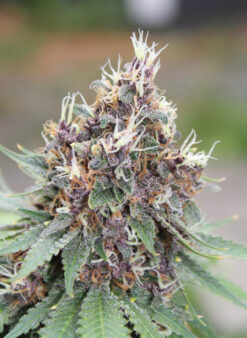 Gratisfaction mmj seeds