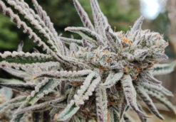 Annunaki Genetics Paradisiac strain