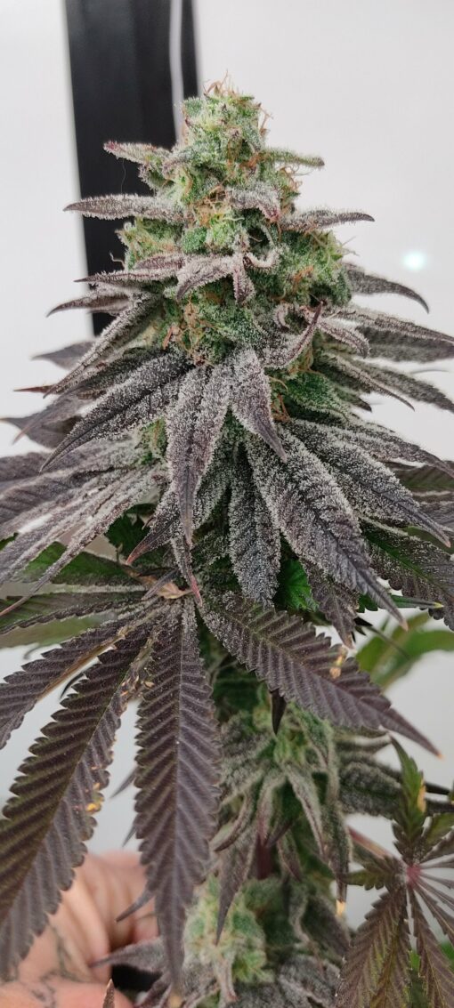 Cherry Mushroom Fritter Bx1 Sale - Image 2