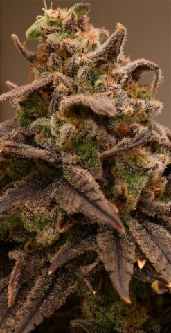 Cherry Mushroom Fritter Bx1 Sale