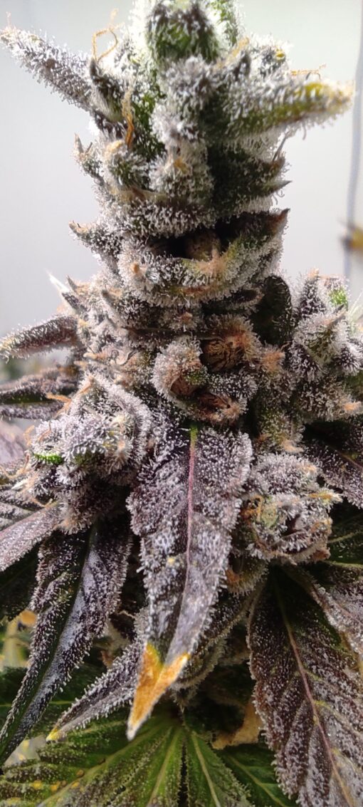 Buffalo Breath