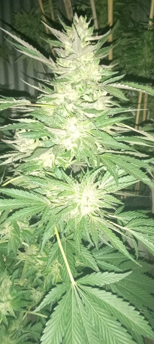 ' CHEMICAL BRIDE ' (f-3) aka ChemCrash - Image 2
