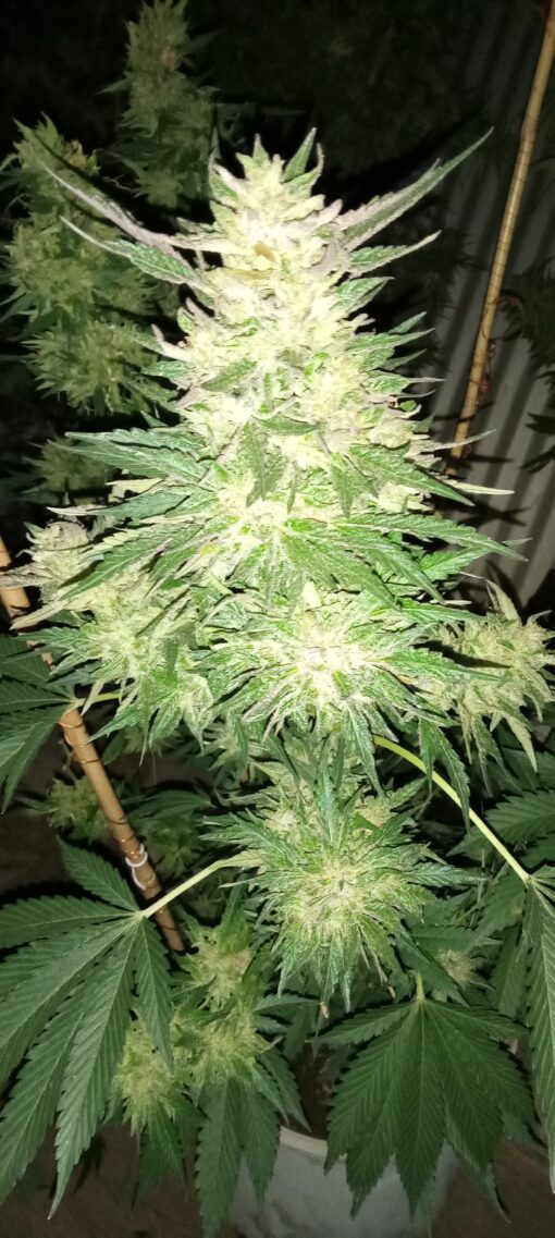 ' CHEMICAL BRIDE ' (f-3) aka ChemCrash