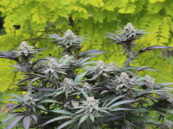 Paradisiac cannabis seeds