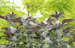 Paradisiac mmj strain