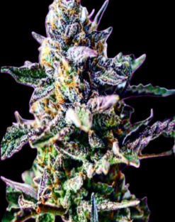 Blueberry Yum Yum (10-Seeds) Fem Auto