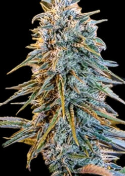 Blue Dream (10-Seeds) Fem Auto