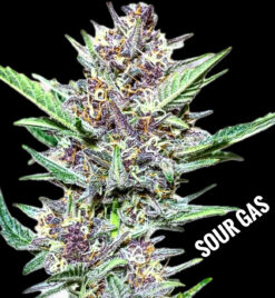 Sour Gas (10-Seeds) Fem Auto