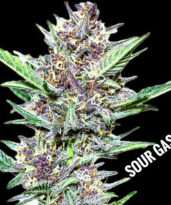 Sour Gas (10-Seeds) Fem Auto