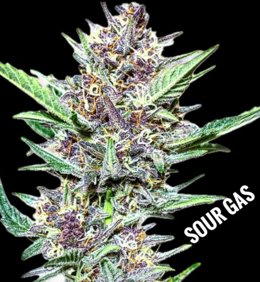 Sour Gas (10-Seeds) Fem Auto