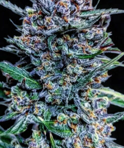 Blueberry Slime (10-Seeds) Fem Auto