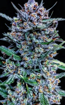Blueberry Slime (10-Seeds) Fem Auto