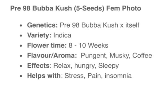 Pre 98 Bubba Kush (10-Seeds) Fem Photo - Image 2
