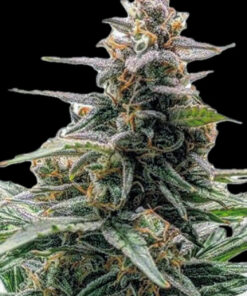 Godfather Bubba Kush (10-Seeds) Fem Photo