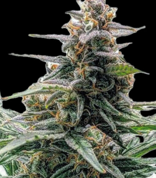 Godfather Bubba Kush (10-Seeds) Fem Photo