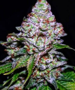Blueberry Queen (10-Seeds) Fem Photo