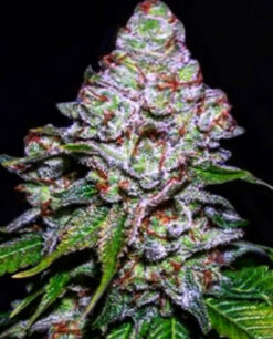 Blueberry Queen (10-Seeds) Fem Photo