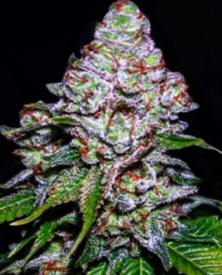 Blueberry Queen (10-Seeds) Fem Photo