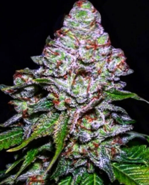 Blueberry Queen (10-Seeds) Fem Photo