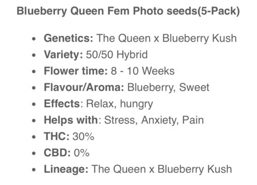 Blueberry Queen (10-Seeds) Fem Photo - Image 2