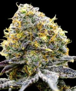 Storm Kush (10-Seeds) FEM Photo
