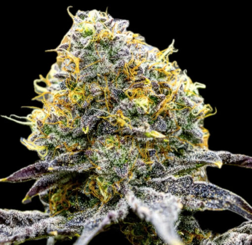 Storm Kush (10-Seeds) FEM Photo
