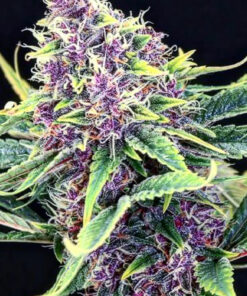 Purple Bubba Kush (10-Seeds) Fem Photo