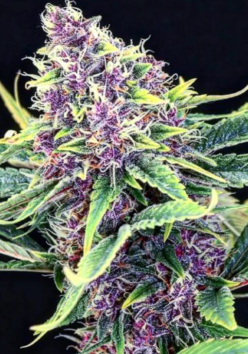 Purple Bubba Kush (10-Seeds) Fem Photo