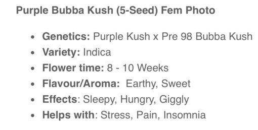 Purple Bubba Kush (10-Seeds) Fem Photo - Image 2
